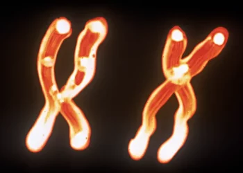 Ante la falta de donantes de sangre, las plaquetas artificiales podrán salvar vidas