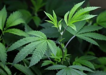 Marihuana Supera al Alcohol en Consumo Diario en Estados Unidos