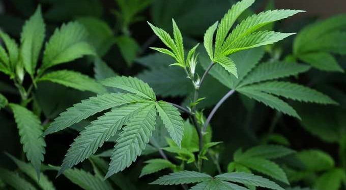 Marihuana Supera al Alcohol en Consumo Diario en Estados Unidos