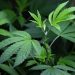 Marihuana Supera al Alcohol en Consumo Diario en Estados Unidos