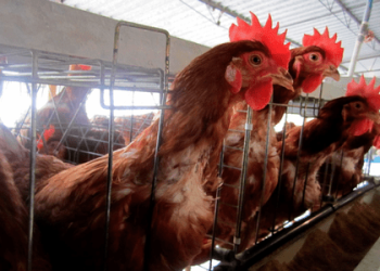 México refuta la existencia de una víctima mortal por gripe aviar y cuestiona la calidad del comunicado de la OMS