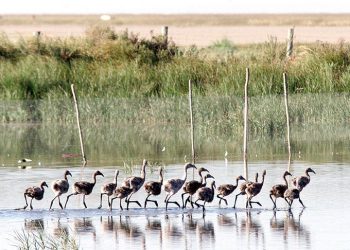 Ley de Restauración de la Naturaleza entra en vigor en la Unión Europea