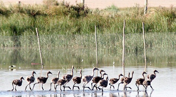 Ley de Restauración de la Naturaleza entra en vigor en la Unión Europea