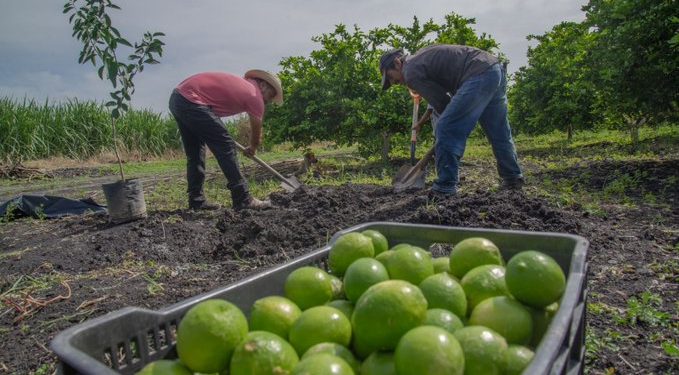 Cierre de empacadoras de limón en Apatzingán por problemas de seguridad