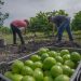 Cierre de empacadoras de limón en Apatzingán por problemas de seguridad