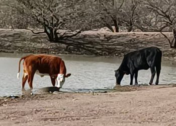Sonora espera pronta reapertura tras restricción a exportaciones de ganado
