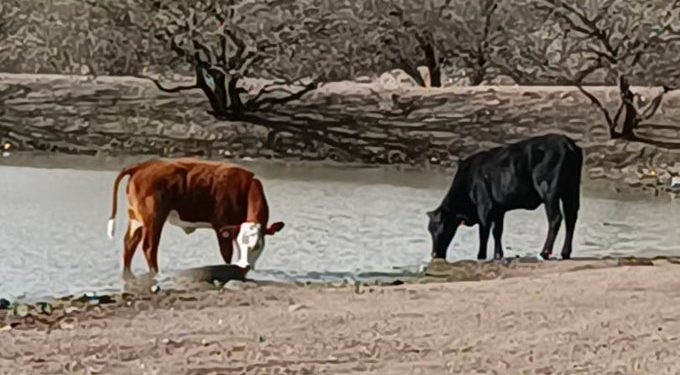 Sonora espera pronta reapertura tras restricción a exportaciones de ganado