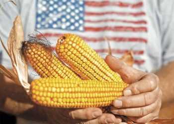 México cuestiona fallo del T-MEC sobre maíz transgénico, pero lo acatará