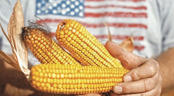 México cuestiona fallo del T-MEC sobre maíz transgénico, pero lo acatará