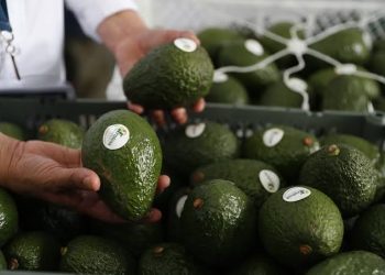 México certificará agroexportaciones; el aguacate será el primero