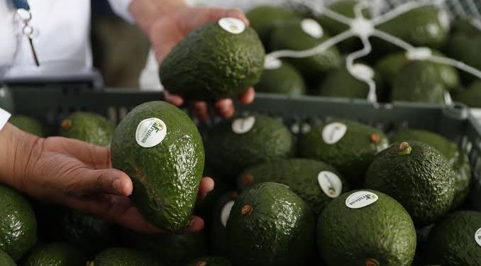 México certificará agroexportaciones; el aguacate será el primero