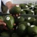 México certificará agroexportaciones; el aguacate será el primero