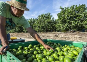 Empacadoras de limón en Apatzingán cierran indefinidamente por extorsión