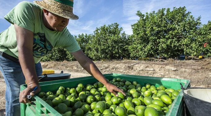 Empacadoras de limón en Apatzingán cierran indefinidamente por extorsión