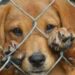 CDMX aprueba leyes para proteger a perros y gatos comunitarios