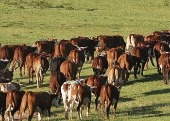 Implementan nuevo control sanitario para ganado en la frontera sur