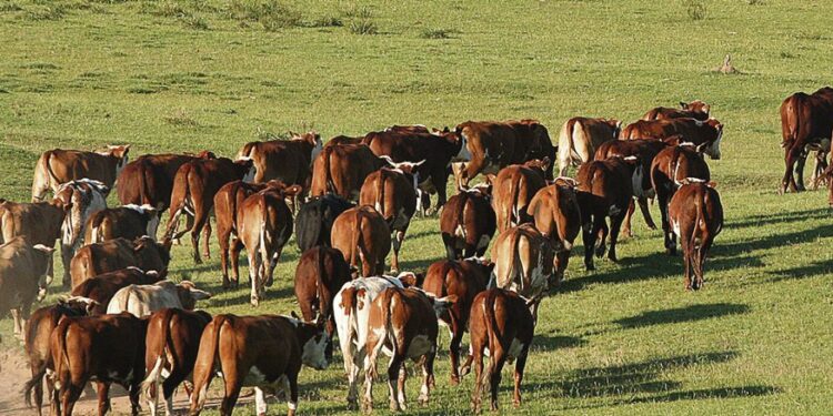 Implementan nuevo control sanitario para ganado en la frontera sur