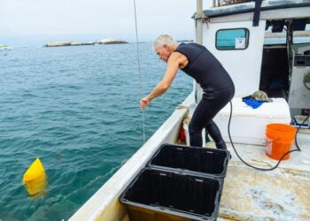 Inicia veda del camarón en el Pacífico; autoridades piden colaboración para proteger la especie