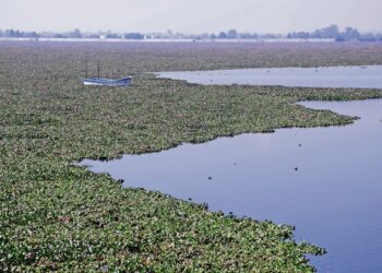 Laguna de Zumpango al borde de la desecación por lirio acuático