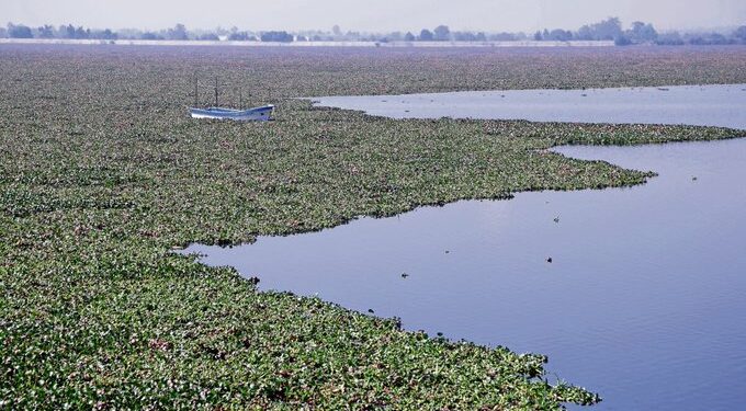 Laguna de Zumpango al borde de la desecación por lirio acuático