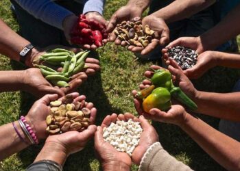 Crean Prosebien para fortalecer la producción nacional de semillas y la soberanía alimentaria