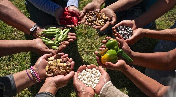 Crean Prosebien para fortalecer la producción nacional de semillas y la soberanía alimentaria