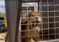 Cierran santuario en Culiacán por violencia; trasladan casi 200 animales a Mazatlán