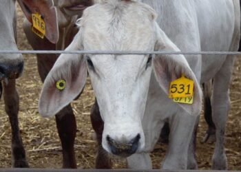 Cierre de frontera al ganado mexicano provoca caída histórica en exportaciones