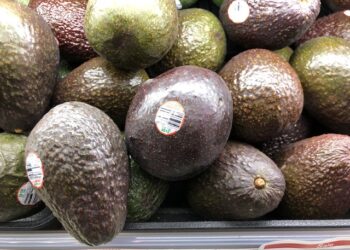 Japón respalda exportación de aguacate y cárnicos mexicanos tras auditoría sanitaria