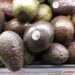 Japón respalda exportación de aguacate y cárnicos mexicanos tras auditoría sanitaria