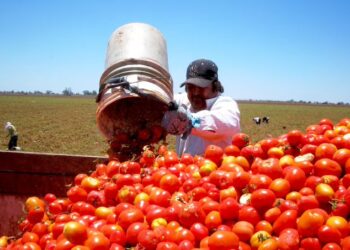 México sin acuerdo a días de que EU imponga cuota al jitomate