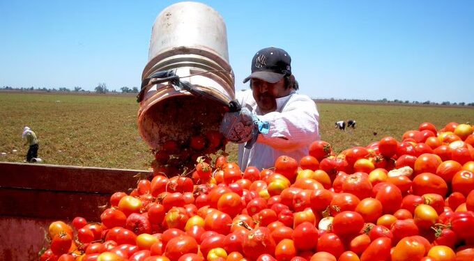 México sin acuerdo a días de que EU imponga cuota al jitomate