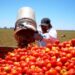 México sin acuerdo a días de que EU imponga cuota al jitomate