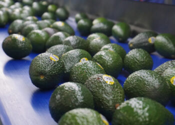 México exportará aguacate a Brasil y fortalece su liderazgo mundial