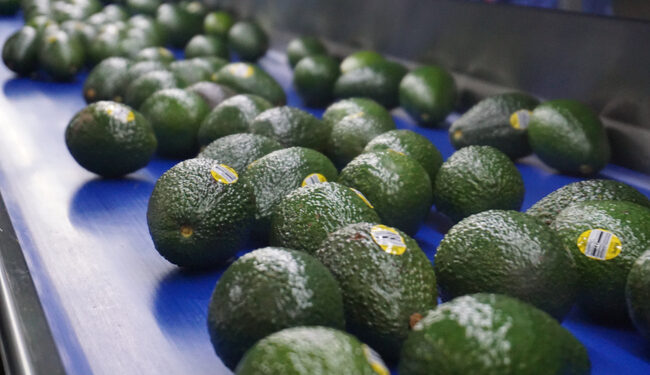 México exportará aguacate a Brasil y fortalece su liderazgo mundial