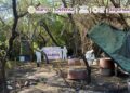 Operativos en tres estados dejan millonario decomiso de droga y detenciones clave