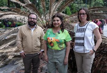CDMX inicia retiro de palmeras enfermas; serán sustituidas por árboles nativos
