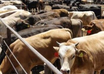 Brote de gusano barrenador en Nuevo León enciende alertas en la frontera con EU