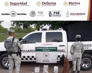 Decomisan fentanilo, químicos y marihuana en operativos en Culiacán
