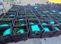 Ejército decomisa más de una tonelada de drogas ocultas en cajas de chile en Sonora