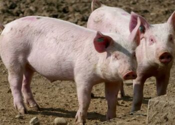 México suspende importación de carne de cerdo de España por peste porcina africana