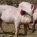 México suspende importación de carne de cerdo de España por peste porcina africana
