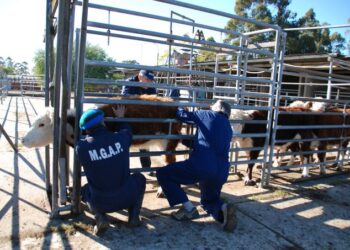 Gobierno declara emergencia sanitaria por el gusano barrenador en todo el país