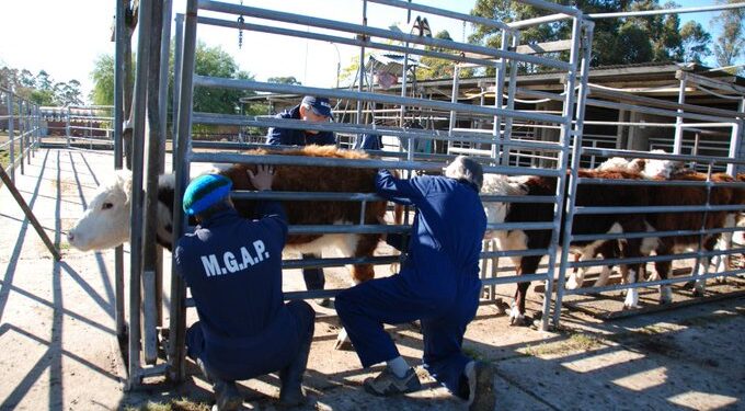 Gobierno declara emergencia sanitaria por el gusano barrenador en todo el país