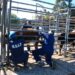 Gobierno declara emergencia sanitaria por el gusano barrenador en todo el país