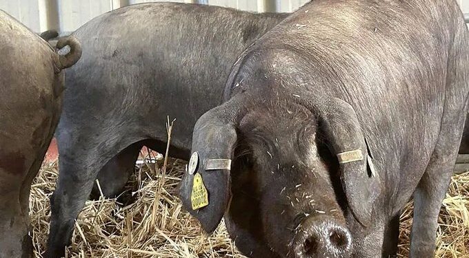 Brote de peste porcina en Cataluña detona suspensiones de importaciones