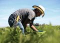 México consolida su fortaleza agroalimentaria con cifras récord en 2025