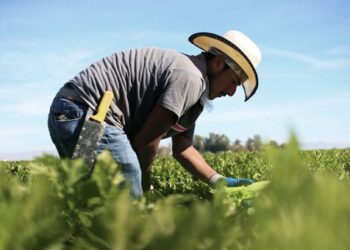 Consejo Agropecuario pide certidumbre comercial para el campo mexicano