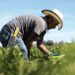 Consejo Agropecuario pide certidumbre comercial para el campo mexicano