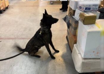 Aseguran en el AICM cargamento de fentanilo valuado en 20 millones de dólares